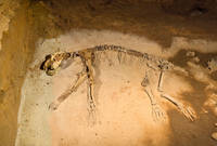 grottes-aze-04-squelette-ours.jpg